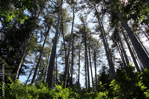 Pins Laricio de Corse dans le parc Noisot à Fixin (Côte-d'Or)