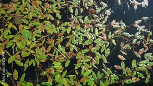 Natural pond covered with floating lily pads and aquatic vegetation. Green water plants create a dense carpet on the dark lake surface in the wetland