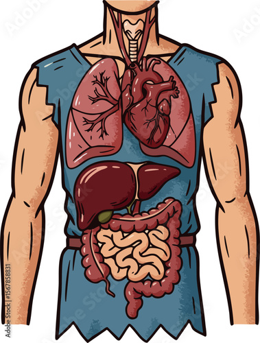 Human Digestive and Respiratory Organs Vector Illustration Showing Internal Anatomy 