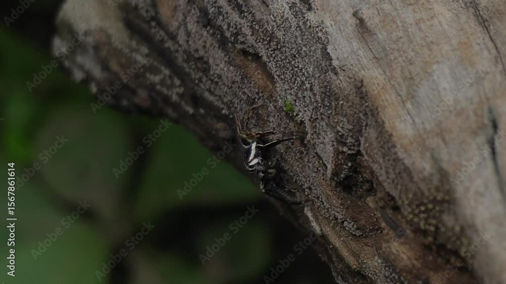 A small spider, delicate yet powerful, spins intricate webs, showcasing nature’s engineering and playing a vital role in controlling insect populations A small spider, delicate yet powerful, spins intricate webs, showcasing nature’s engineering and playing a vital role in controlling insect populations