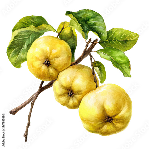 Golden Quinces on Branch: Watercolor Painting