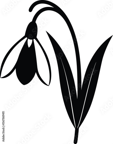 snowdrop on white background.eps