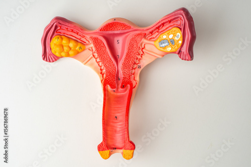 Structure of female uterus....