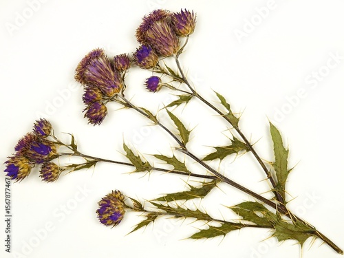 Φωτογραφία Pressed dried twigs of  plume thistles or cirsium with flowers and leaves, arrangement on a white background, top view