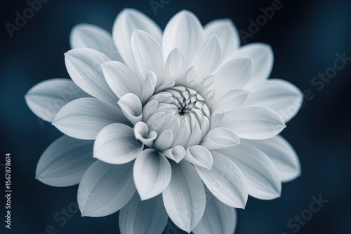 Wallpaper Mural Detailed macro shot of a white flower in close-up Torontodigital.ca