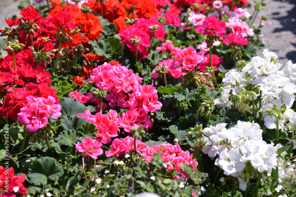 Flower plants for garden and balcony Flower plants for garden and balcony