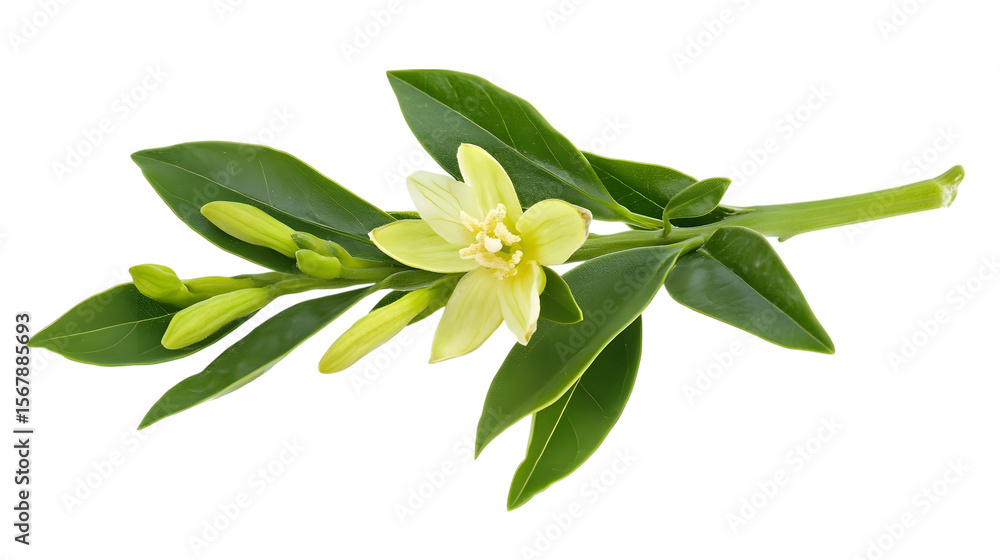 Obraz premium lily of the valley isolated on white background