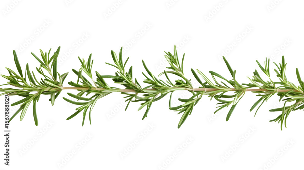 Obraz premium rosemary twig isolated on white background