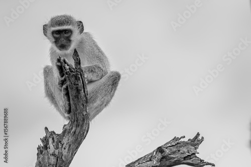Black and white photo of a vervet monkey sitting alert in natural surroundings, captured in Kruger National Park, South Africa. Expressive detail highlights the primate’s calm, observant nature.