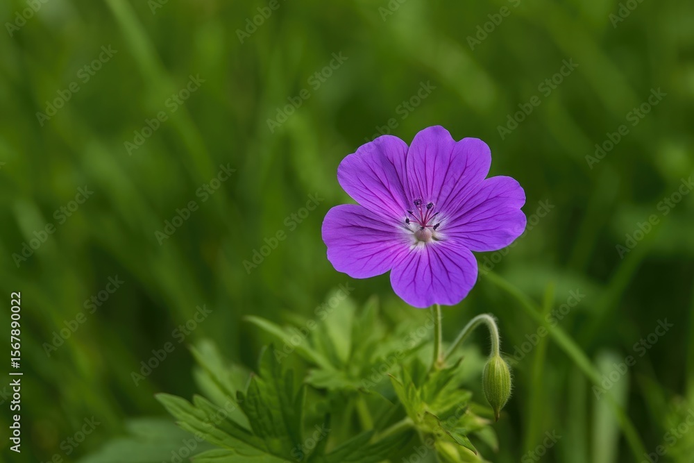 Fototapeta premium Detailed view of a colorful violet blossom amidst lush greenery in an outdoor setting ideal for botanical illustrations