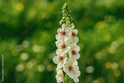 Wallpaper Mural Detailed view of a flowering nettle leaf and mullein Torontodigital.ca