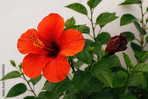 Wallpaper Mural A bright crimson hibiscus blossom in full display alongside a faded, drooping flower, with rich green foliage and a simple white background. Torontodigital.ca