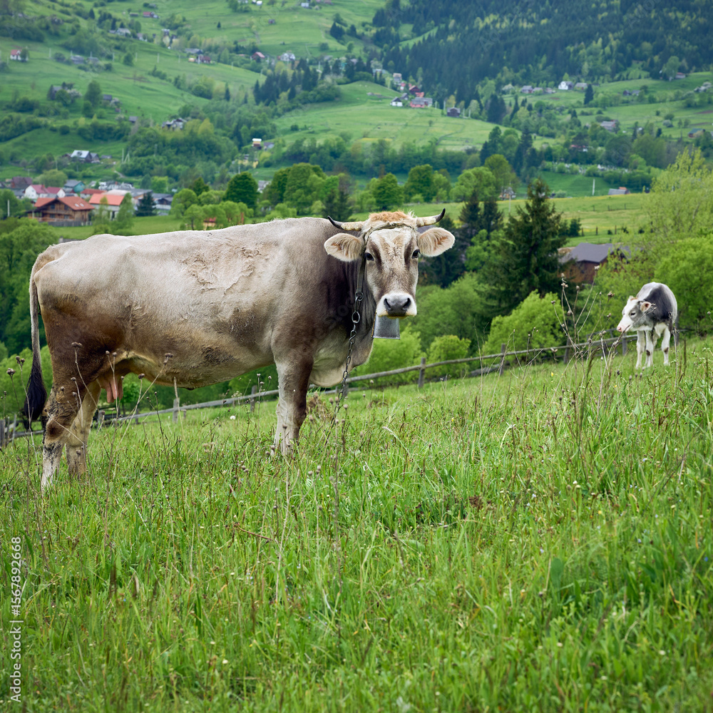 The cow pasture in green hill on a cloudy evening in Yasinya, Carpathians, Ukraine. The cow pasture in green hill on a cloudy evening in Yasinya, Carpathians, Ukraine.