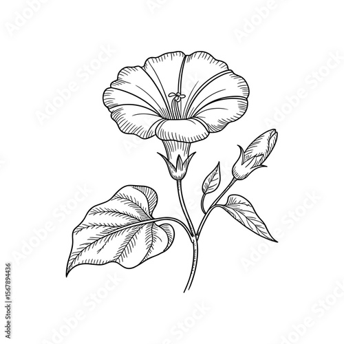 Elegant black and white illustration of a morning glory flower and buds 