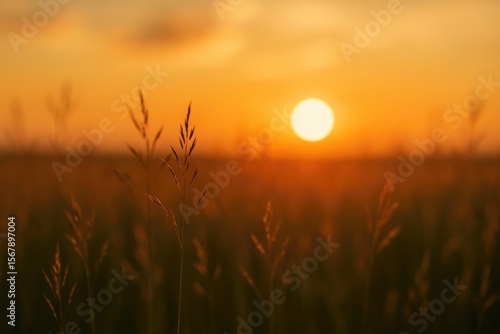 Fototapeta Naklejka Na Ścianę i Meble -  Hazy evening sky over a grassy meadow at dusk