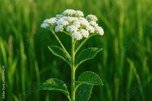 Detailed view of wild quinine at a nature reserve in the northern region