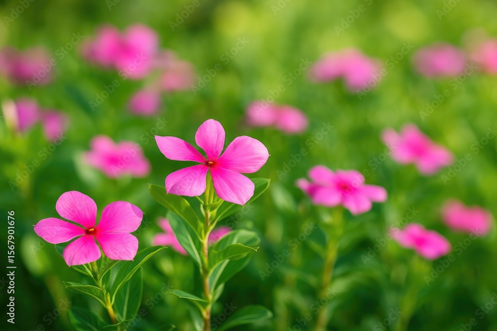 The family classification of the Catharanthus genus includes flowering plants. The family classification of the Catharanthus genus includes flowering plants.