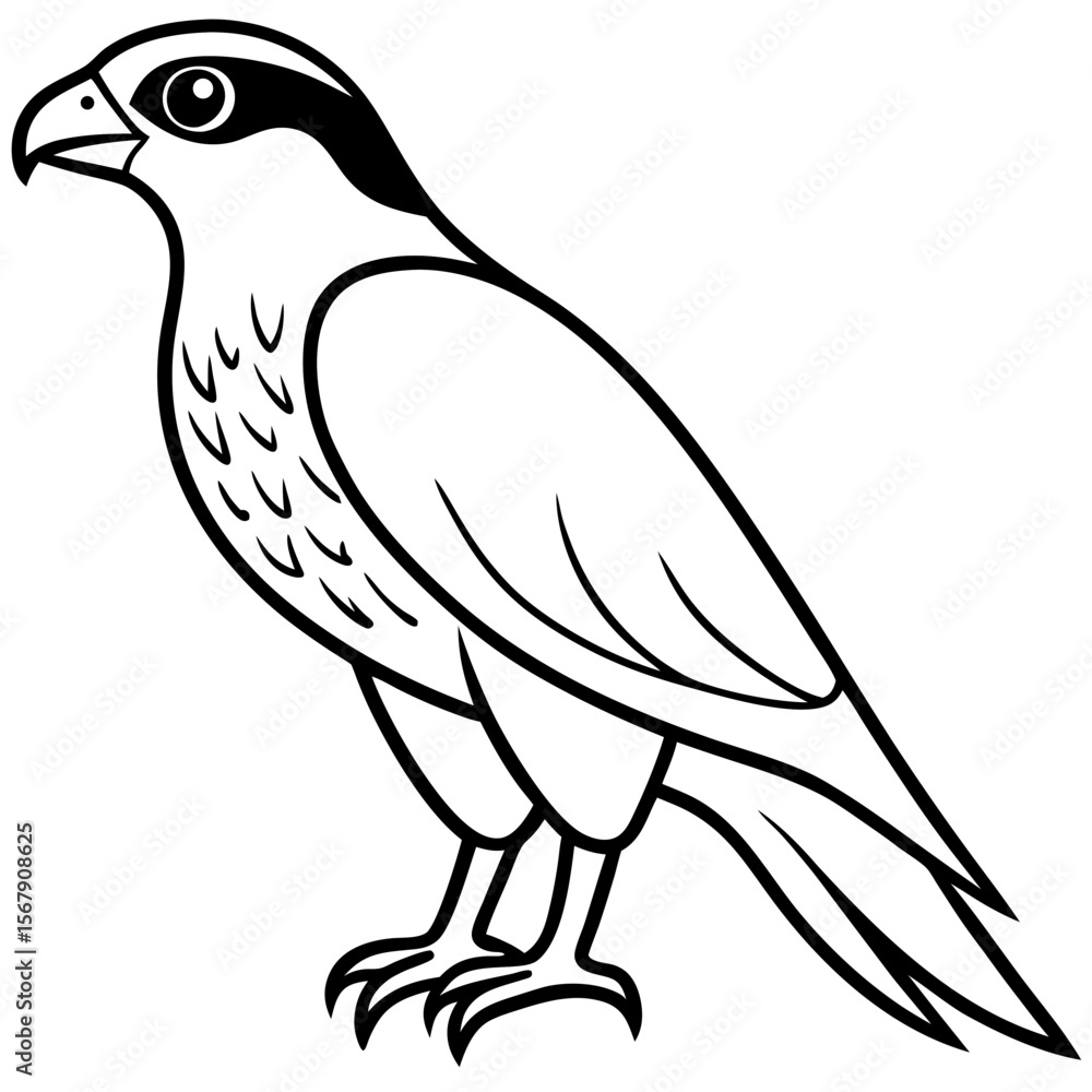 Fototapeta premium White Sparrowhawk Line Art