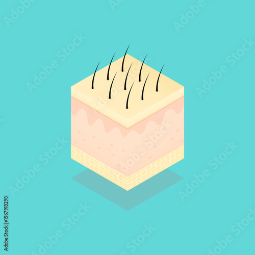 Illustration vector graphic of human skin layer isometric.
