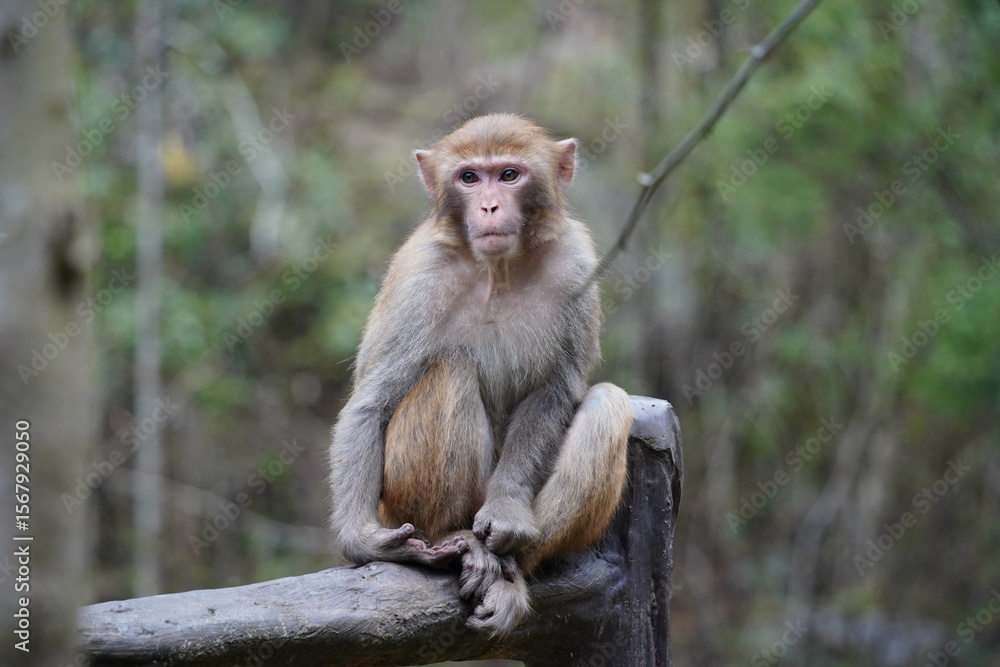 Fototapeta premium Wild Monkey in Zhangjiajie National Park, China