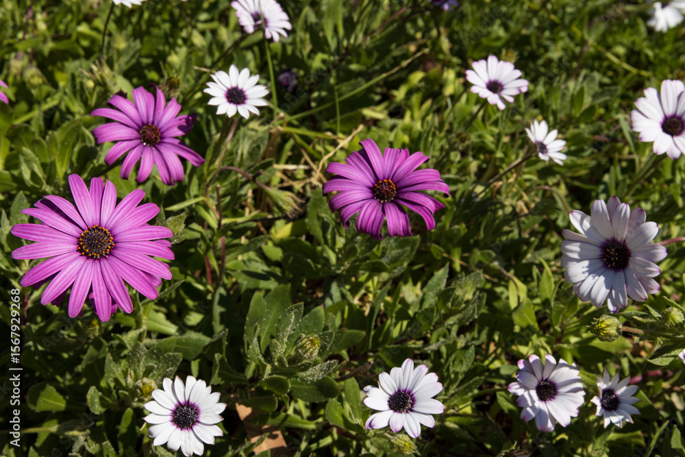 Fototapeta premium Beautifully vibrant African Daisy flowers (osteospermum) on full display in the sun. 