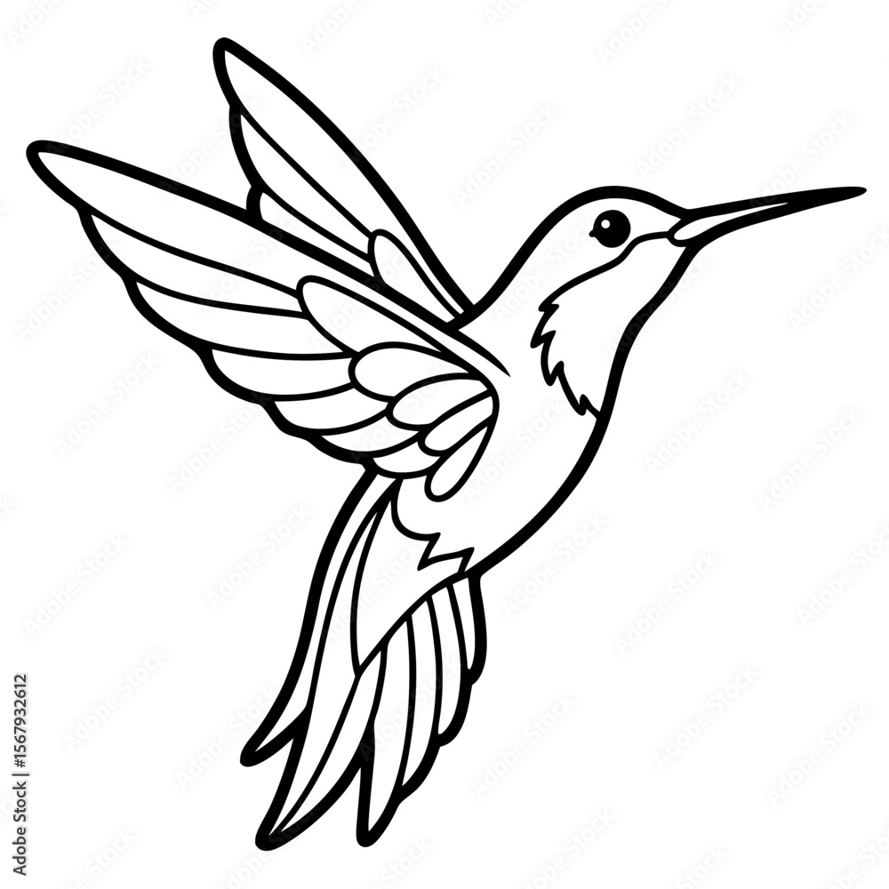Fototapeta premium Xantus Hummingbird Minimalist Line Illustration