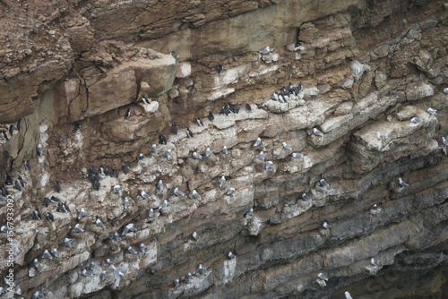 Foto Seabird colony nesting on rocky cliffs in Filey, North Yorkshire, England