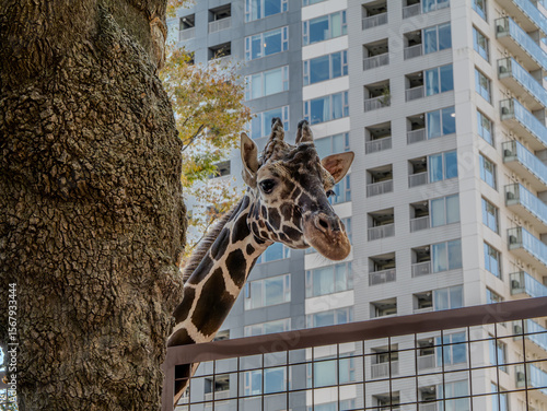 Canvas Print 上野動物園のキリン