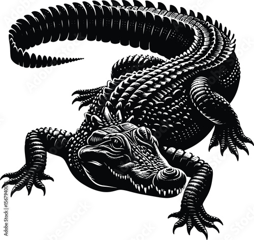 Striking crocodile vector illustration, black & white reptile art on isolated white background