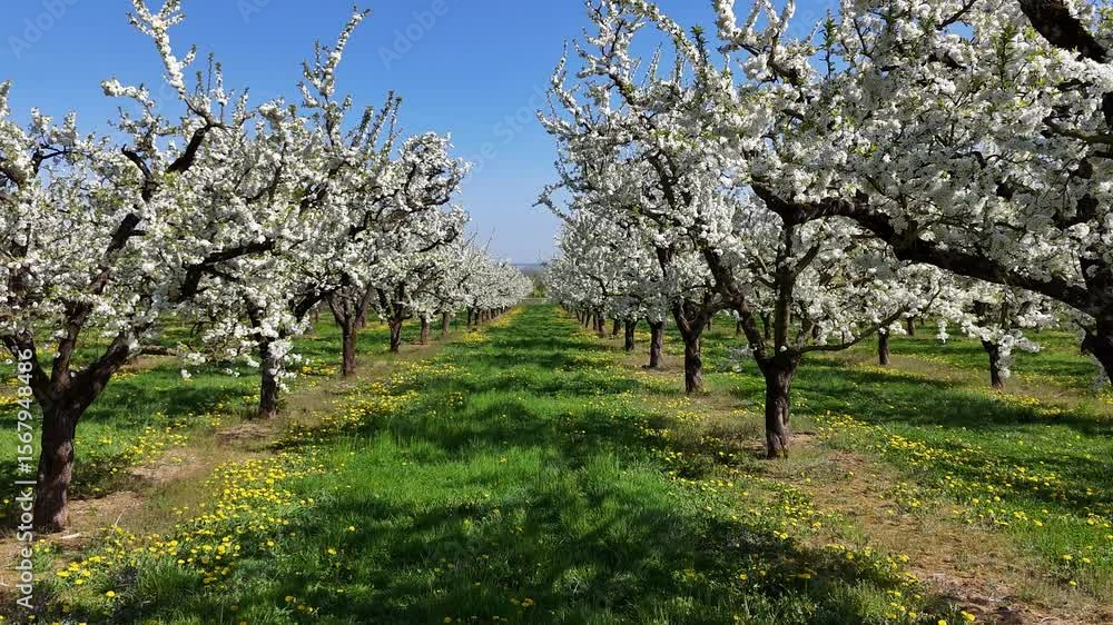 les mirabelliers en fleurs blanches au printemps dans la Meuse, en Lorraine. Au sol il y a des pissenlits avec leurs fleurs jaunes, le ciel est bleu les mirabelliers en fleurs blanches au printemps dans la Meuse, en Lorraine. Au sol il y a des pissenlits avec leurs fleurs jaunes, le ciel est bleu