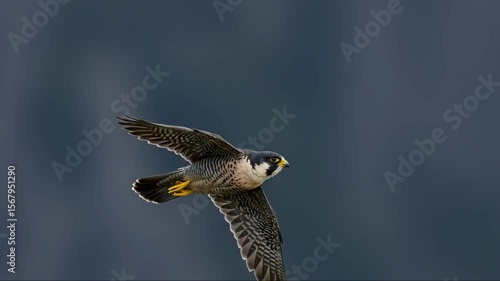 Peregrine falcon soars, wings spread in natural setting, wild bird