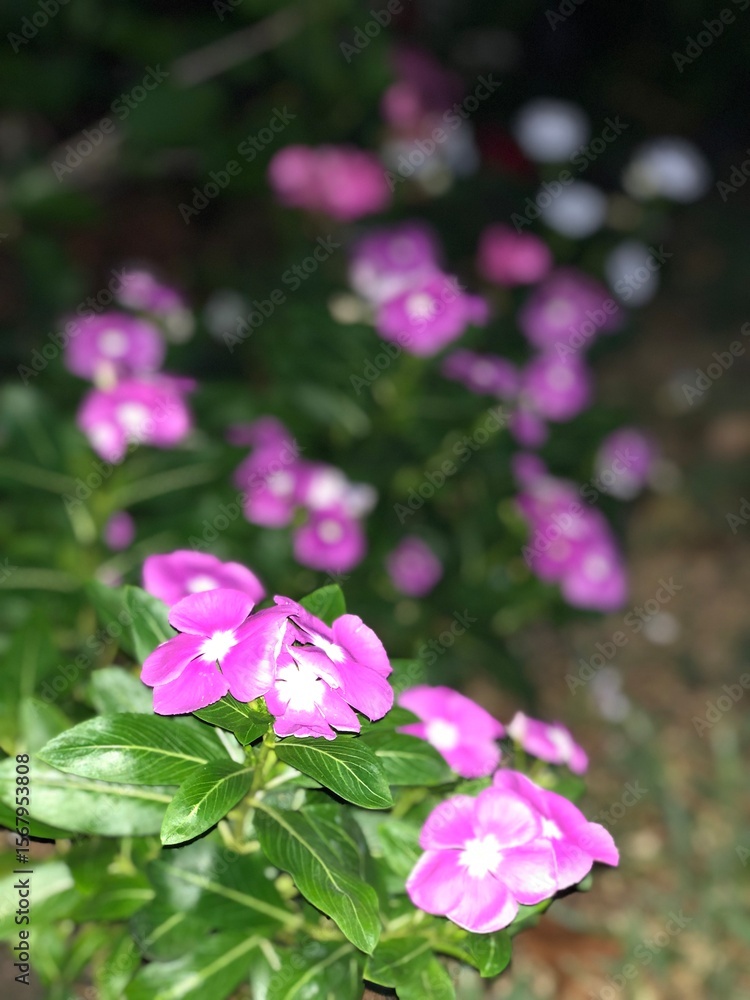 Fototapeta premium pink and white flowers