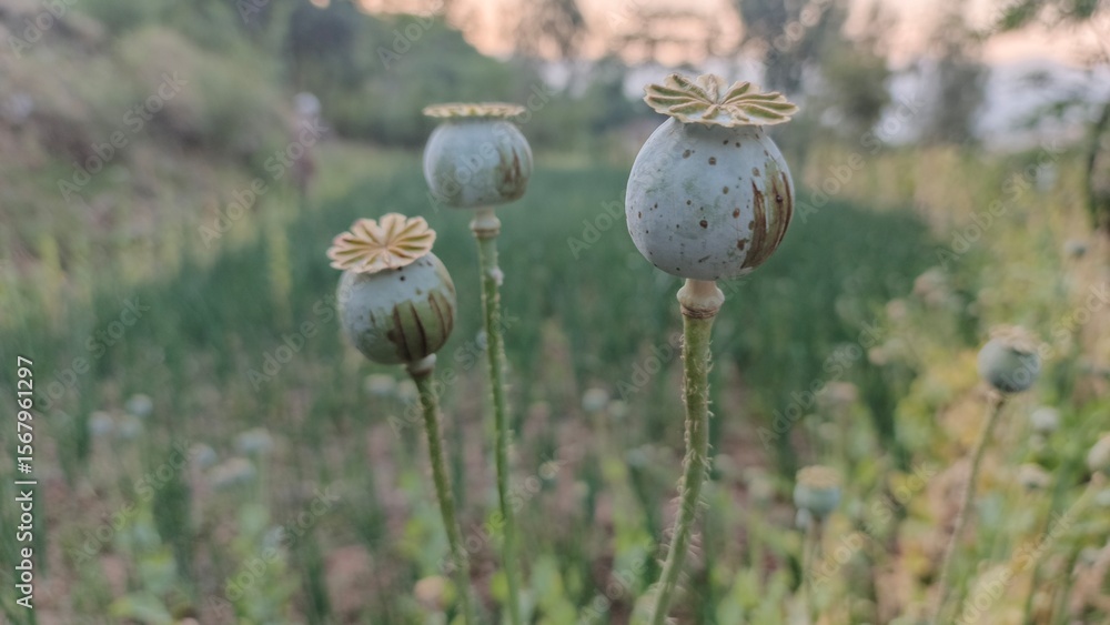 Serene Poppy Seed Pods in Soft Evening Light: Rural Field, Close-Up View Serene Poppy Seed Pods in Soft Evening Light: Rural Field, Close-Up View