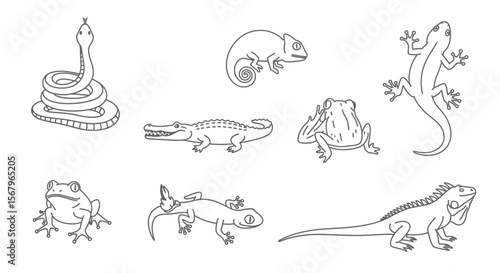 Vector reptiles and amphibians outline drawing vector illustration reptiles amphibians snake lizard frog iguana