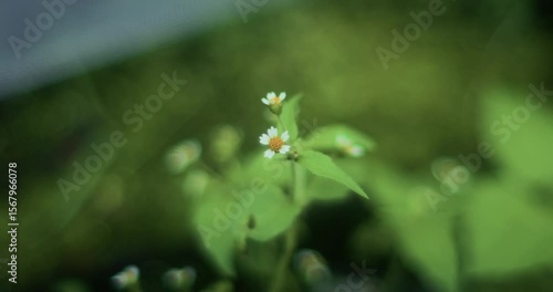Wallpaper Mural Macro Flower Close-Up Torontodigital.ca