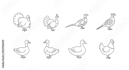 Vector outline drawing of farm birds including turkey peacock pheasant duck and chicken vector illustration set