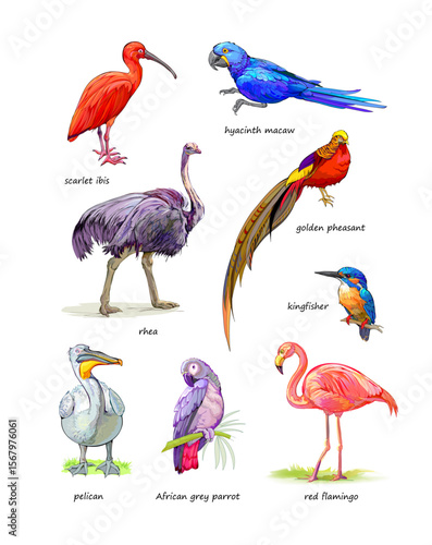 Set of drawings of tropical exotic birds with names. Pictures for children fairy tale book or encyclopedia. Hand drawn vector illustrations. Animals for kids.
