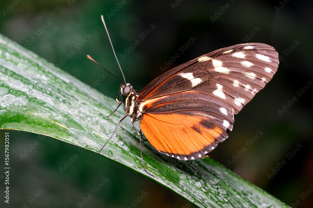 Colorful butterfly perched on a leaf in vibrant tropical surroundings Colorful butterfly perched on a leaf in vibrant tropical surroundings
