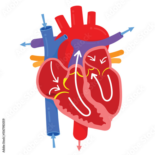 The Heart Anatomy : blood flow