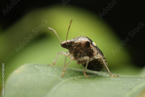 A close-up macro photograph of a Brown Marmorated Stink Bug (Halyomorpha halys) perched on a green leaf. This species belongs to the family Pentatomidae and is native to Asia.