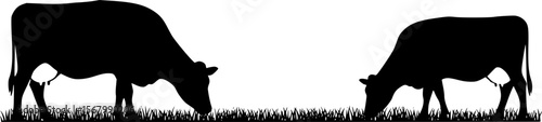 Black Silhouette Cows Grazing in Grass, Farm Animal Vector Illustration
