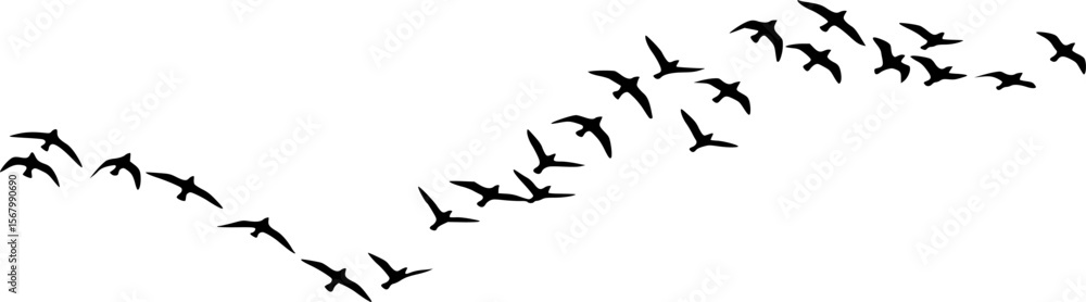 Obraz premium Silhouette Flock of Birds Flying in Formation Against White Sky 