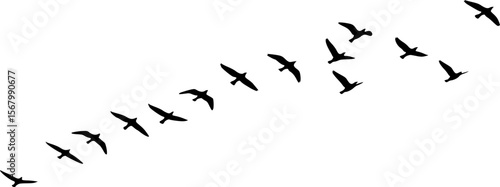 Silhouette Flock of Birds Flying in Formation Against White Sky
