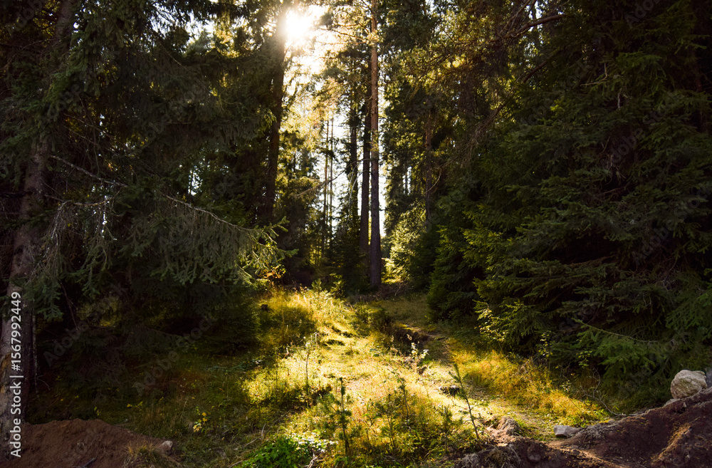 Obraz premium Dark forest, deep in the mountains