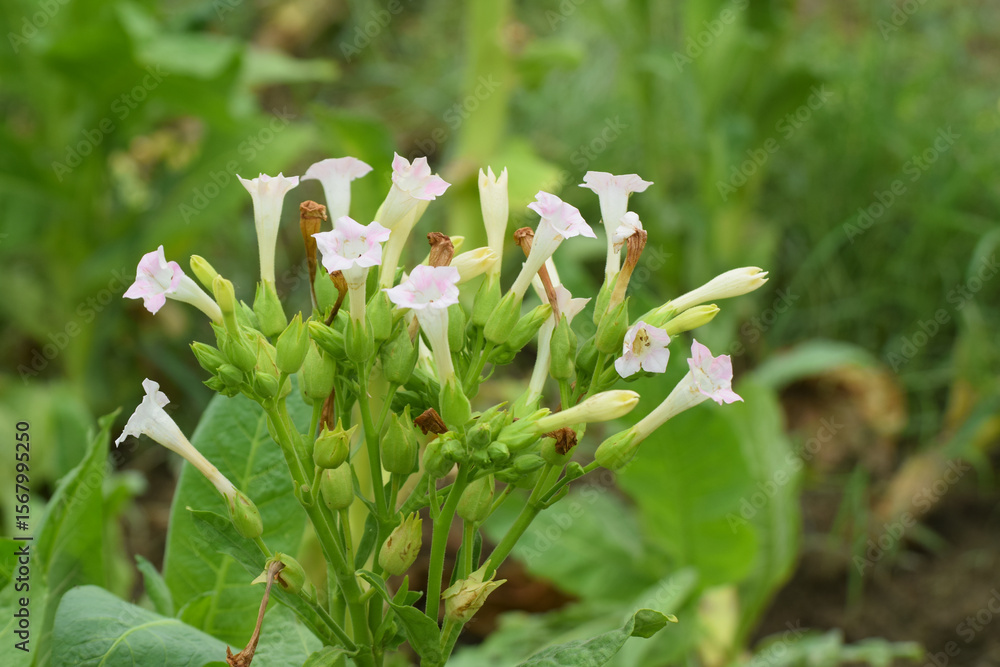 Obraz premium tabacoo plant in earth nice pic, White tobacco flowers and green tobacco leaves are seasonal plants once a year for the people of Johorejo Kendal