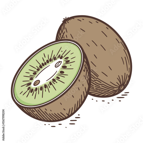 Kiwi fruit illustration in a hand drawn, vintage style. Color vector sketch of a sliced fresh kiwi isolated on white background.