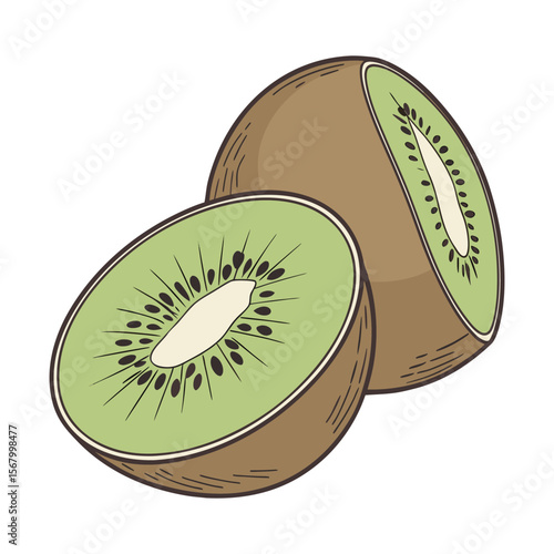 Kiwi fruit illustration in a hand drawn, vintage style. Color vector sketch of a sliced fresh kiwi isolated on white background.