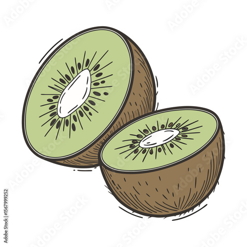 Kiwi fruit illustration in a hand drawn, vintage style. Color vector sketch of a sliced fresh kiwi isolated on white background.