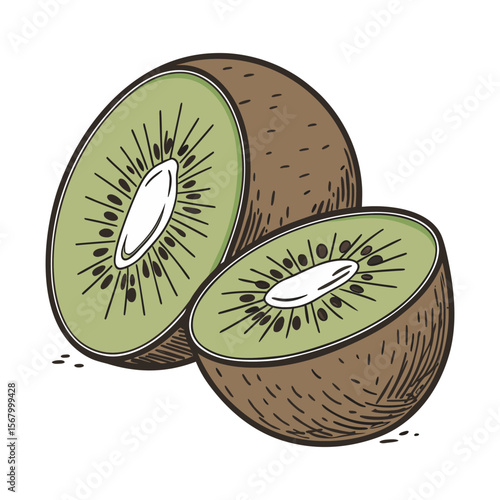 Kiwi fruit illustration in a hand drawn, vintage style. Color vector sketch of a sliced fresh kiwi isolated on white background.