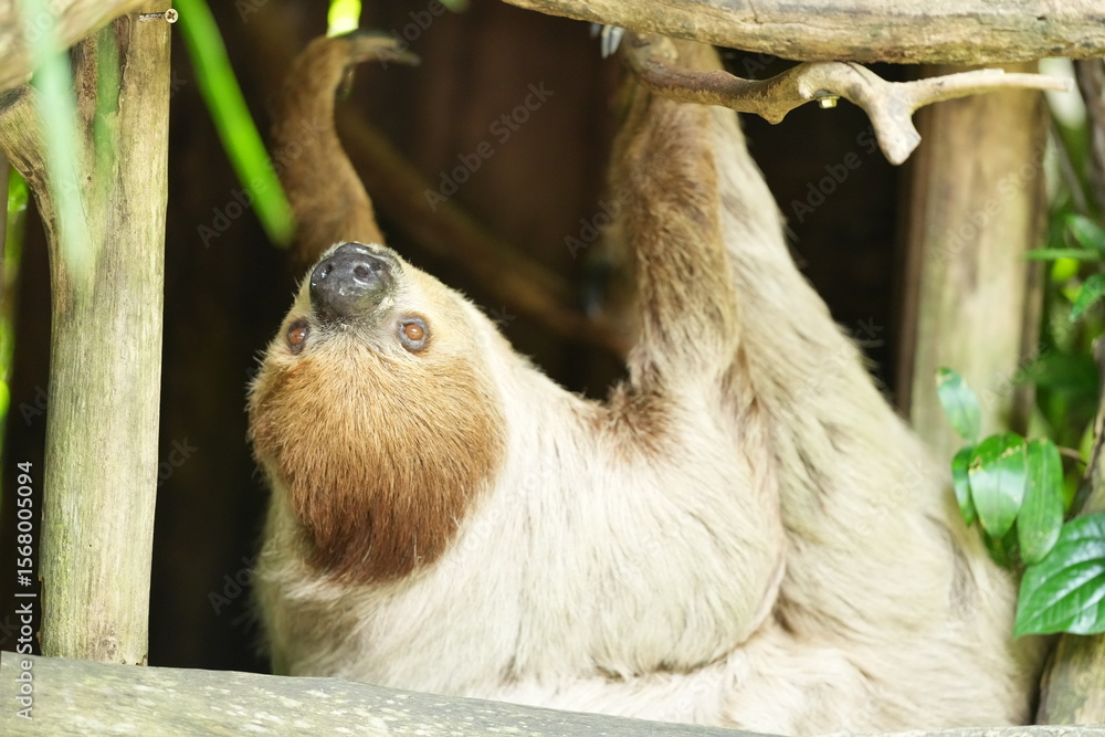 Fototapeta premium Sloths, slow-moving animals living in nature in zoos in Thailand.
